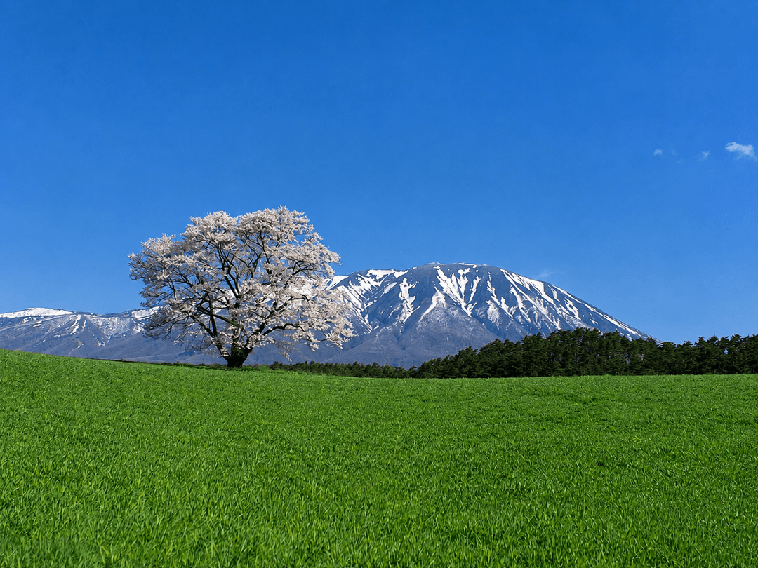 小岩井農場