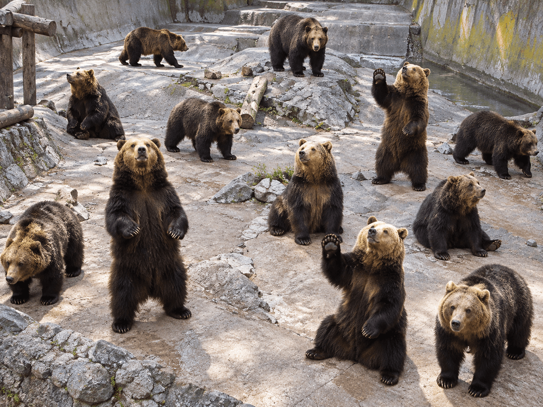 のぼりべつクマ牧場