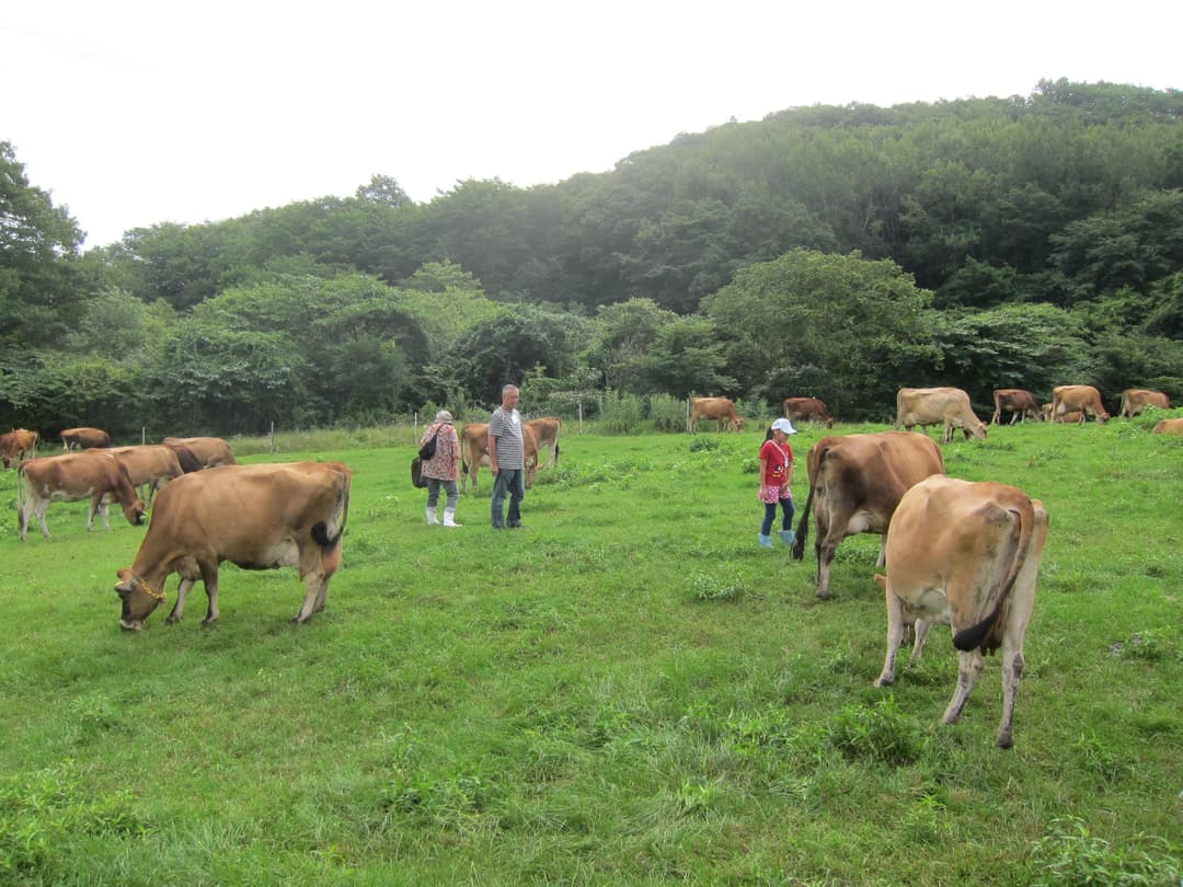 神津牧場の様子