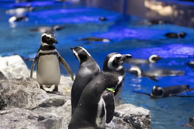 すみだ水族館の様子