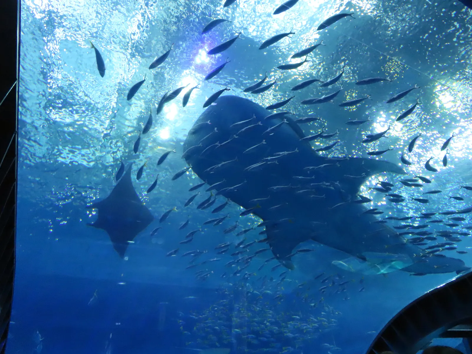 沖縄美ら海水族館